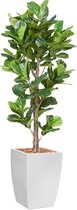 HTT - Kunstplant Ficus Lyrata in Genesis vierkant wit H230 cm