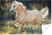 Rennend palomino paard door de natuur poster 90x60 cm - Foto print op Poster (wanddecoratie woonkamer / slaapkamer) / Boerderijdieren Poster