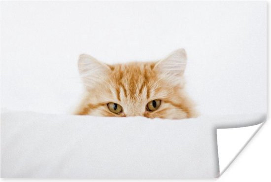 Poster Portrait de chat rouge 60x40 cm - Tirage photo sur Poster (décoration murale salon / chambre) / Poster Animaux
