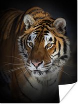 Poster Tijger - Portret - Zwart - 60x80 cm