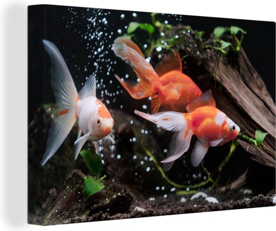 Canvas schilderij 180x120 cm - Wanddecoratie Dieren - Goudvis - Water - Muurdecoratie woonkamer - Slaapkamer decoratie - Kamer accessoires - Schilderijen