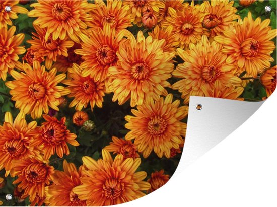 Tuinposter - Tuindoek - Tuinposters buiten - Bloemen - Oranje - Chrysant - 120x90 cm - Tuin