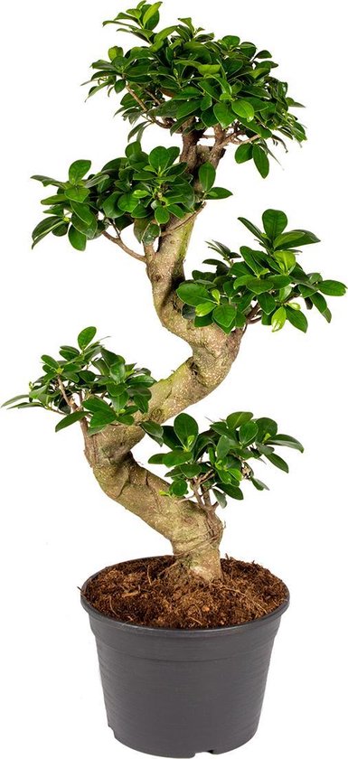 Bonsai boompje | Ficus 'Ginseng' S-vorm – Kamerplant in kwekerspot ⌀21 cm - ↕70 cm