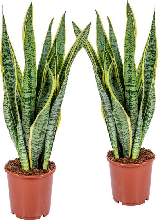 Vrouwentong | Sansevieria XL 'Laurentii' per 2 stuks - Kamerplant in kwekerspot ⌀17 cm - ↕50-60 cm
