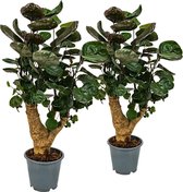 Bloomique - Set van 2 - Polyscias Fabian - Aralia - Kamerplanten - Luchtzuiverend - Diervriendelijk - Gemakkelijk in onderhoud - Hoogte 50-60 cm - Pot 17 cm
