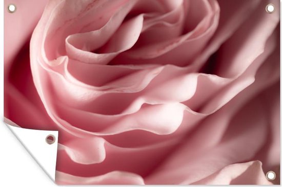 Décoration de jardin de rose - Roses - Rose - 60x40 cm - Poster jardin