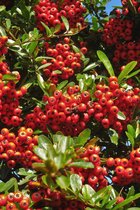 Pyracantha coccinea 'Red Column' | Vuurdoorn | 100-150cm hoogte