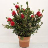 Bloem van Botanicly – Lampenpoetser – Hoogte: 65 cm – Callistemon Laevis