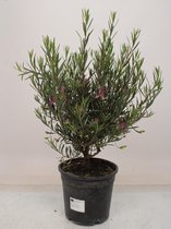 Hagen en struiken van Botanicly – Eremophila maculata – Hoogte: 45 cm