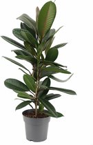 Kamerplant van Botanicly – Treurvijg – Hoogte: 75 cm – Ficus Tresor