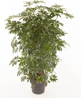 Kamerplant van Botanicly – Vingerboom – Hoogte: 95 cm – Schefflera arb. Compacta
