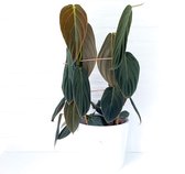 SIMPLYBLOOM.EU - Philodendron Gigas