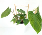 SIMPLYBLOOM.EU - Philodendron Fuzzy Petiole