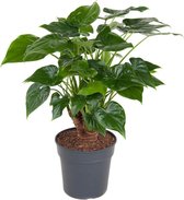 Kamerplant van Botanicly – Olifantsoor – Hoogte: 90 cm – Alocasia Cucullata