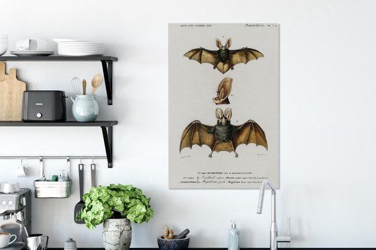 Toile Peinture Chauve-Souris - Vintage - Animal - 60x90 cm - Décoration murale