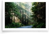 Walljar - Lady Bird Johnson Grove Bos - Muurdecoratie - Poster