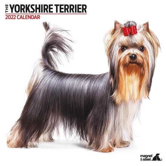 Yorkshire Terrier - Kalender 2022