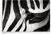 Walljar - Zebra Up Close - Dieren poster