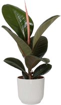 Kamerplant van Botanicly – Rubberboom in witte ELHO plastic pot als set – Hoogte: 35 cm – Ficus Elastica Robusta