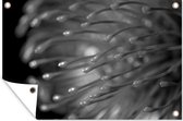 Tuindecoratie Close-up van een Nutan bloem - zwart wit - 60x40 cm - Tuinposter - Tuindoek - Buitenposter