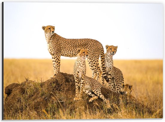 Dibond - Cheeta's in de Natuur - 40x30cm Foto op Aluminium (Wanddecoratie van metaal)