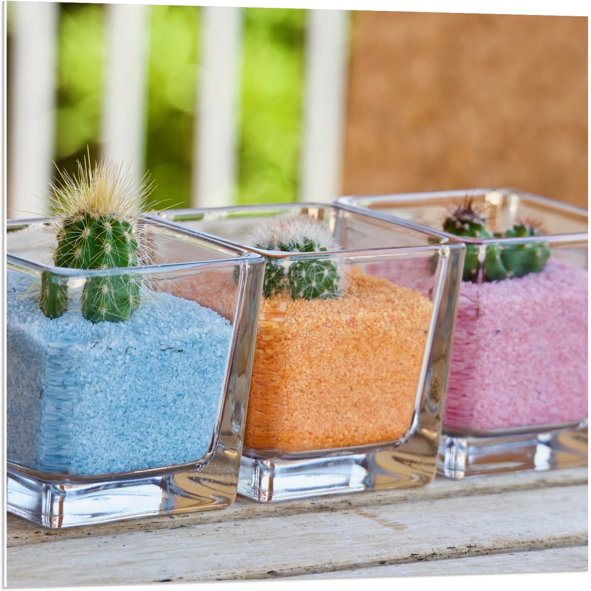 KuijsFotoprint Forex - Potjes met Gekleurd Zand en Cactussen - 80x80cm Foto op Forex Blauw