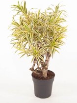 Kamerplant van Botanicly – Drakenboom – Hoogte: 80 cm – Dracaena reflexa Song of India