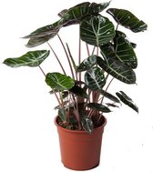 Kamerplant van Botanicly – Alocasia – Hoogte: 80 cm – Alocasia Pink Dragon