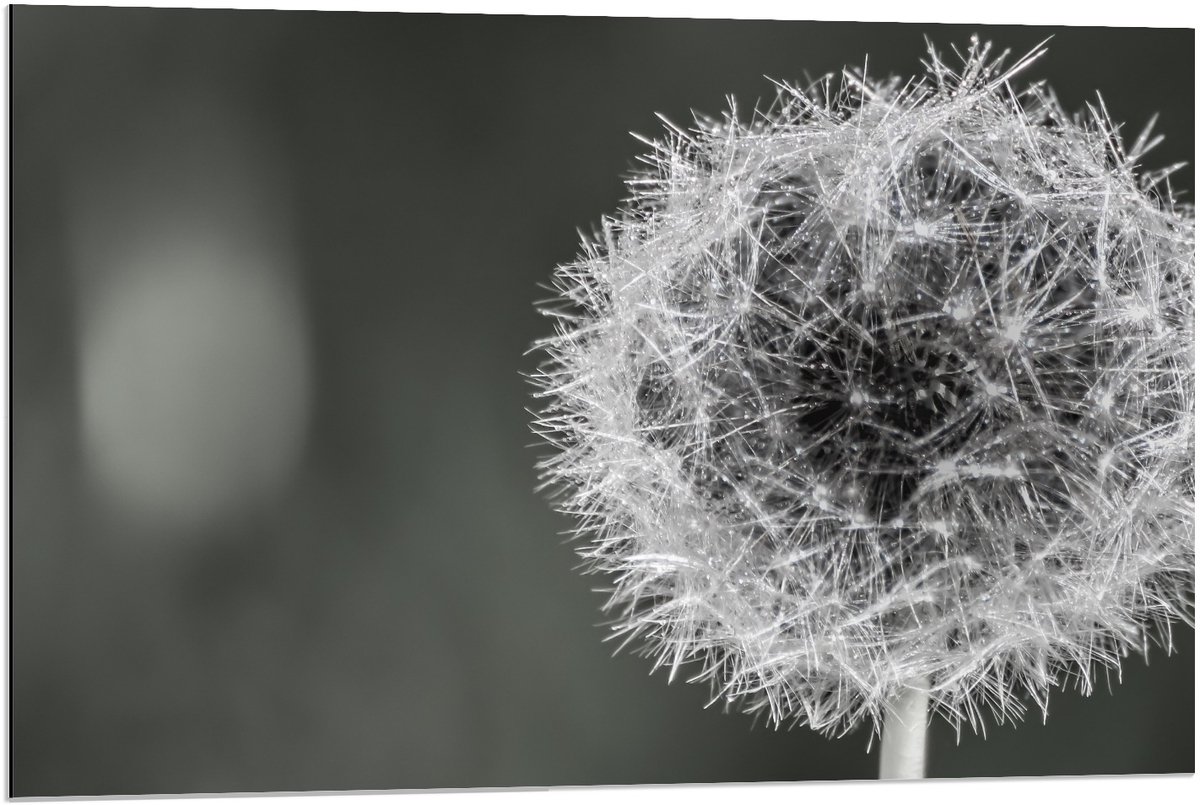 KuijsFotoprint Dibond - Paardenbloem in zwart/wit - 90x60cm Foto op Aluminium (Wanddecoratie van metaal)