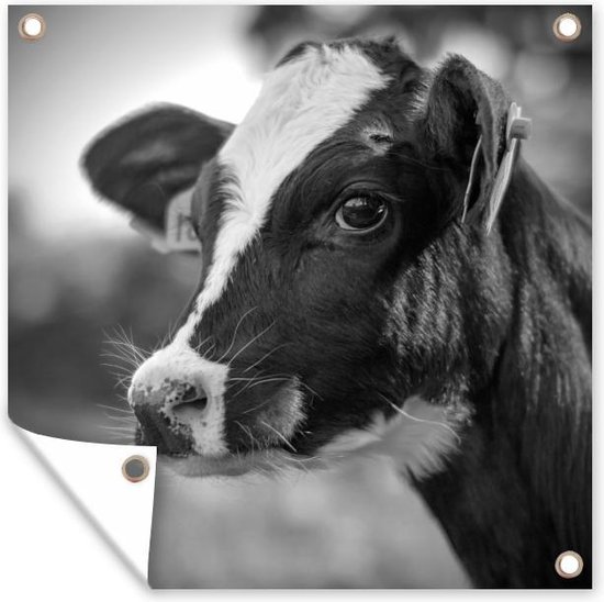 Tuin poster Een close-up portret van een kalfje van een Friese koe - zwart wit - 200x200 cm - Tuindoek - Buitenposter