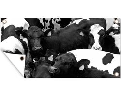 Schuttingposter Friese koeien dicht op elkaar - zwart wit - 200x100 cm - Tuindoek