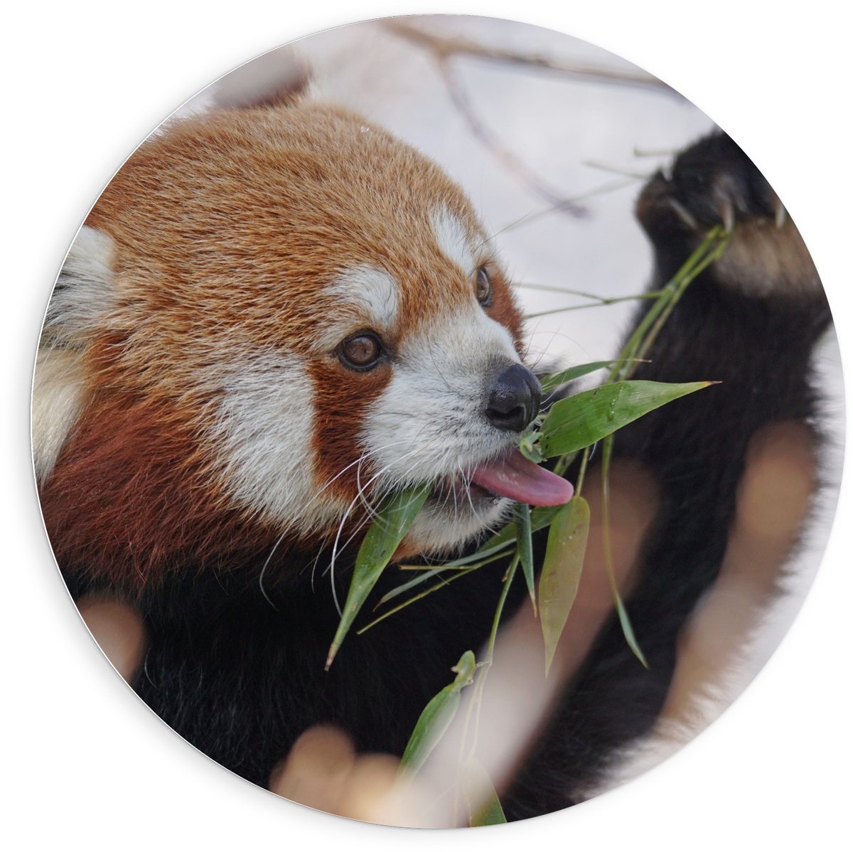 KuijsFotoprint Schilderij - Etende Rode Panda - Zwart, Wit, Bruin En Rood - 90 X 90 Cm