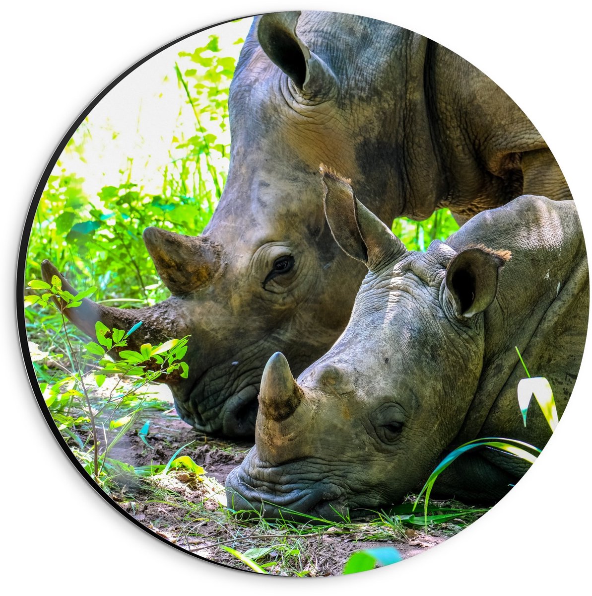 Dibond Wandcirkel - Moeder met Baby Neushoorn in de Natuur - 20x20cm Foto op Aluminium Wandcirkel (met ophangsysteem)