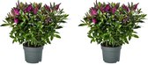 Hebe Addenda® Donna - Set van 2 planten met paarse bloemen - donkergroen blad – ↨ 45cm – ⌀ 17cm