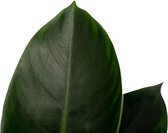 Decorum Philodendron Congo Apple – ↨ 70cm – ⌀ 19cm