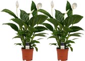 Hellogreen Kamerplant - Duo Spathiphyllum Vivaldi - 60 cm