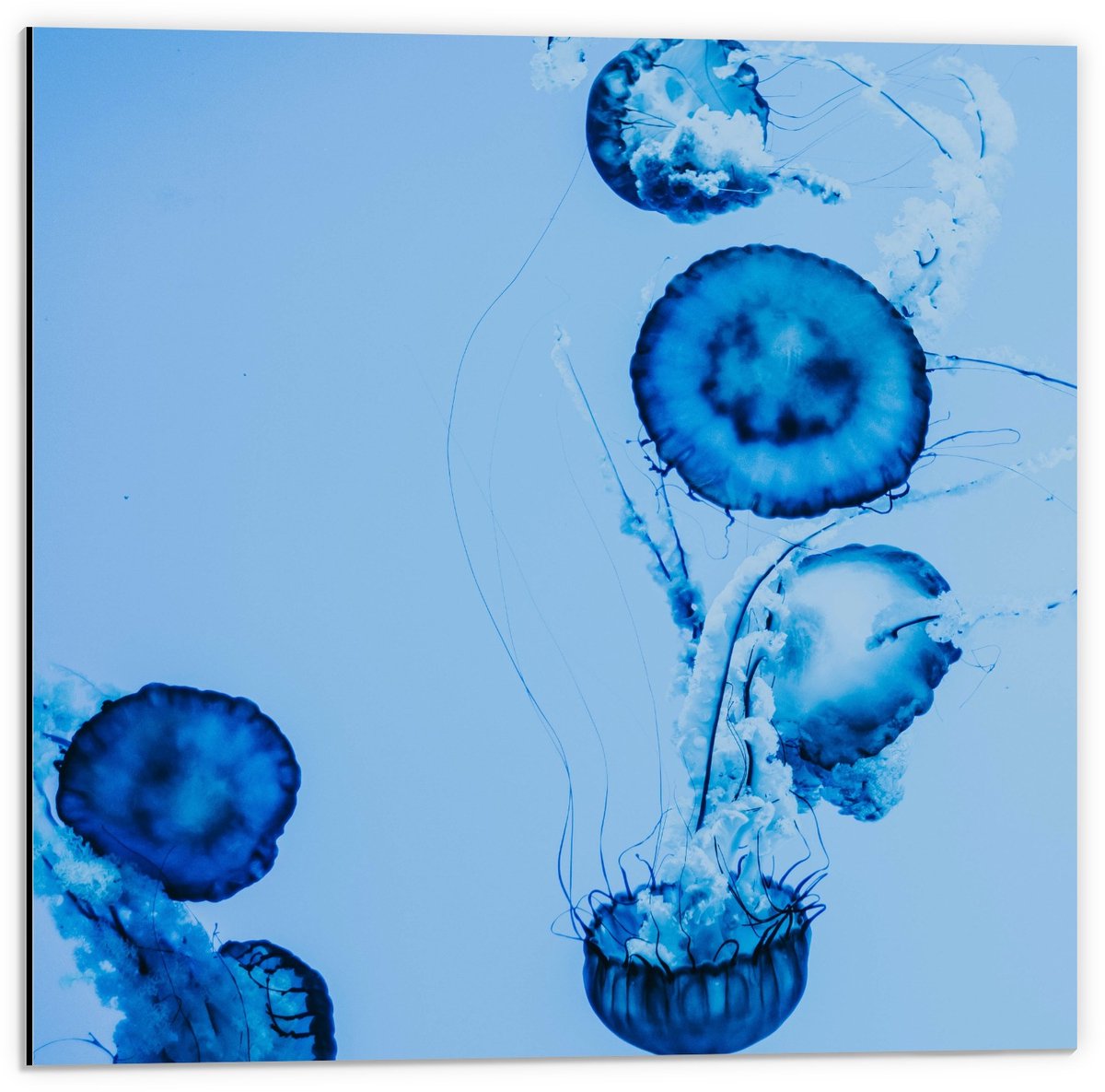 KuijsFotoprint Dibond - Blauwe Kwallen in het Water - 50x50cm Foto op Aluminium (Met Ophangsysteem)