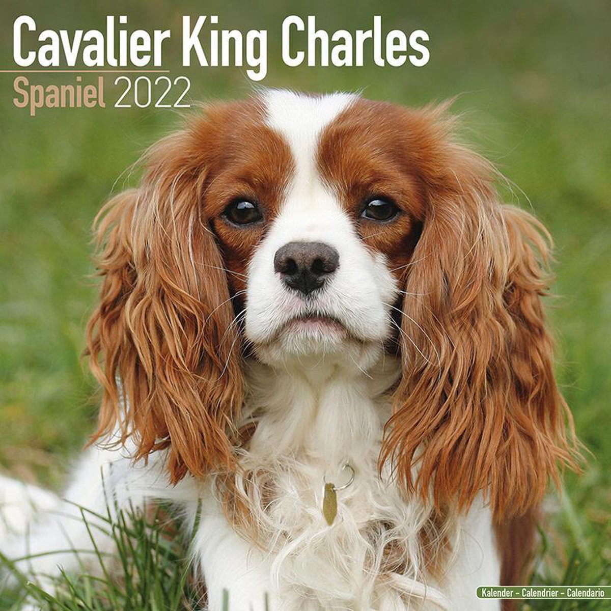 Cavalier King Charlies Spaniels Kalender 2022