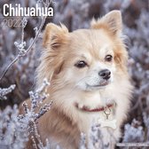 Chihuahuas Kalender 2022