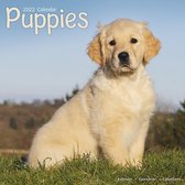 Puppies Kalender 2022