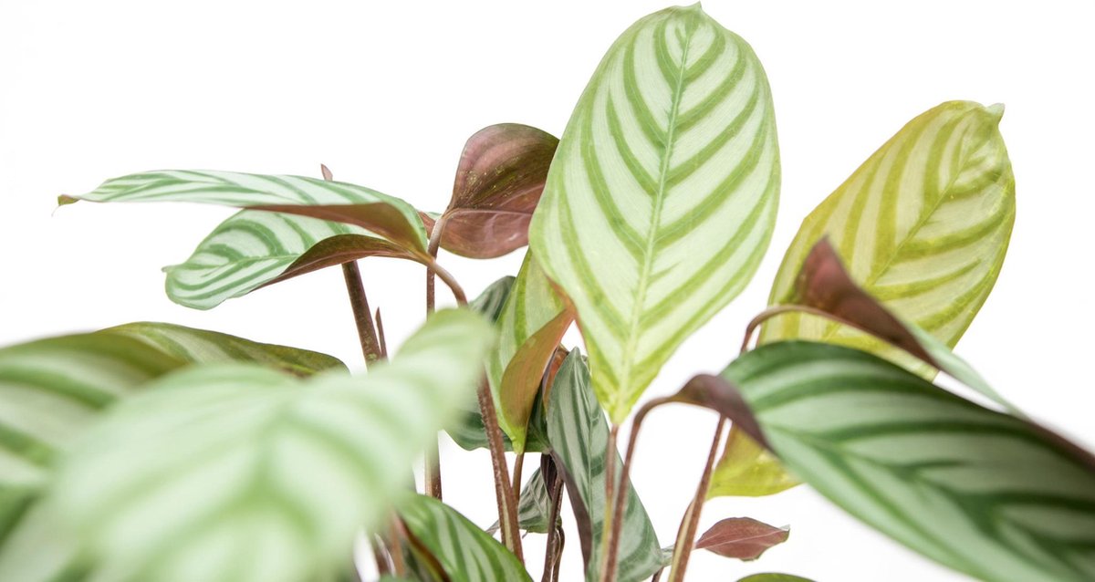 Calathea Compactstar - 35cm