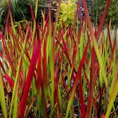 12 x Japans Bloedgras - Siergras - Tuinplanten Winterhard - Vaste Planten - Imperata Red Baron - in 9x9cm pot met hoogte 5-10cm