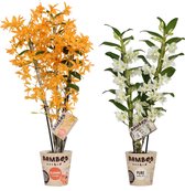 Orchideeën van Botanicly – 2 × Bamboe Orchidee – Hoogte: 50 cm, 3 takken – Dendrobium nobile Firebird