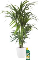 Kamerplant van Botanicly – Kentiapalm incl. sierpot wit + 500 ml kunstmest als set – Hoogte: 125 cm – Howea Forsteriana