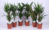 Kamerplanten van Botanicly – 6 × Vrouwentongen – Hoogte: 60 cm – Sansevieria Laurentii