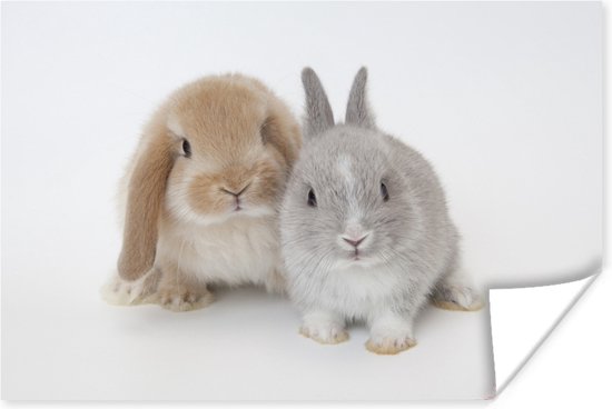 Twee konijnen Poster 120x80 cm - Foto print op Poster (wanddecoratie  woonkamer /... | bol.com