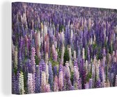 Peintures Fleurs - Violet - Lupine - 30x20 cm - Décoration murale