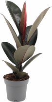 Kamerplant van Botanicly – Rubberboom – Hoogte: 35 cm – Ficus elastica Abidjan