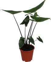 Kamerplant van Botanicly – Olifantsoor – Hoogte: 75 cm – Alocasia Zebrina