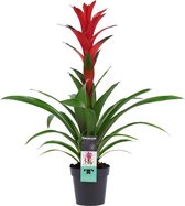 Bromelia Ostara - Guzmania - Hoogte: ↑ 60 cm - Zon - Waterbehoefte: Weinig - diameter pot: 13 cm